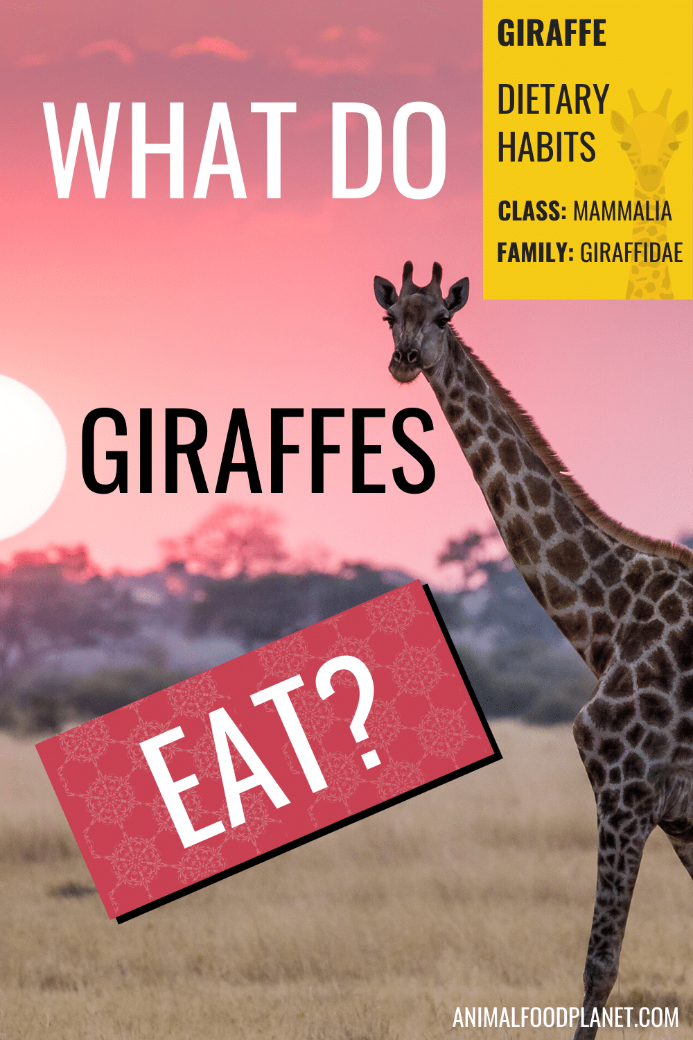 What Do Giraffes Eat?