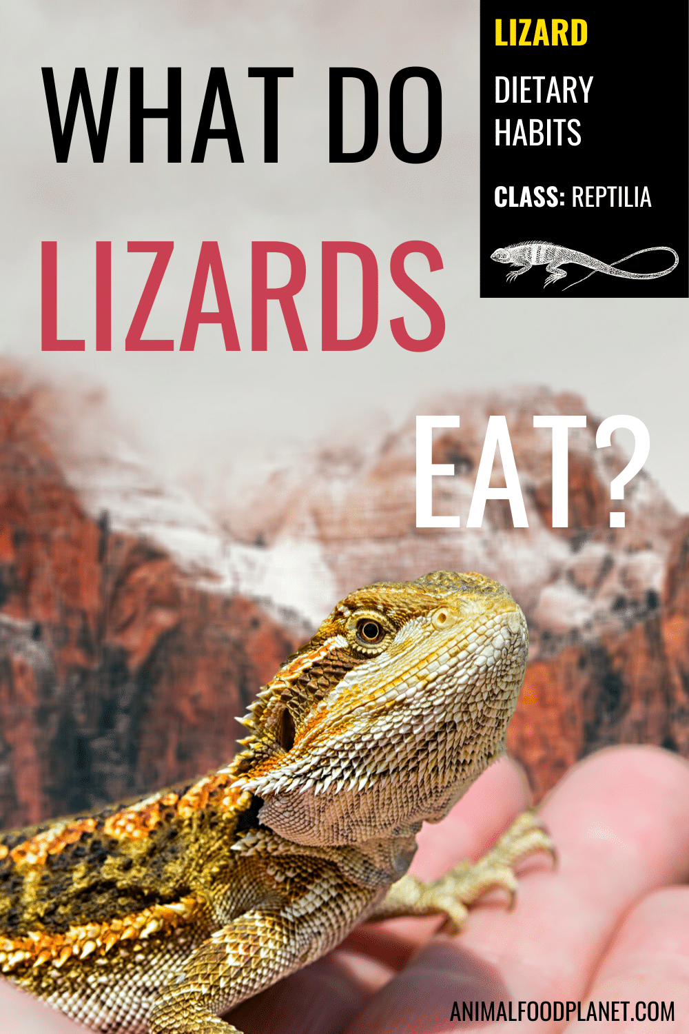 What Do Lizards Eat?