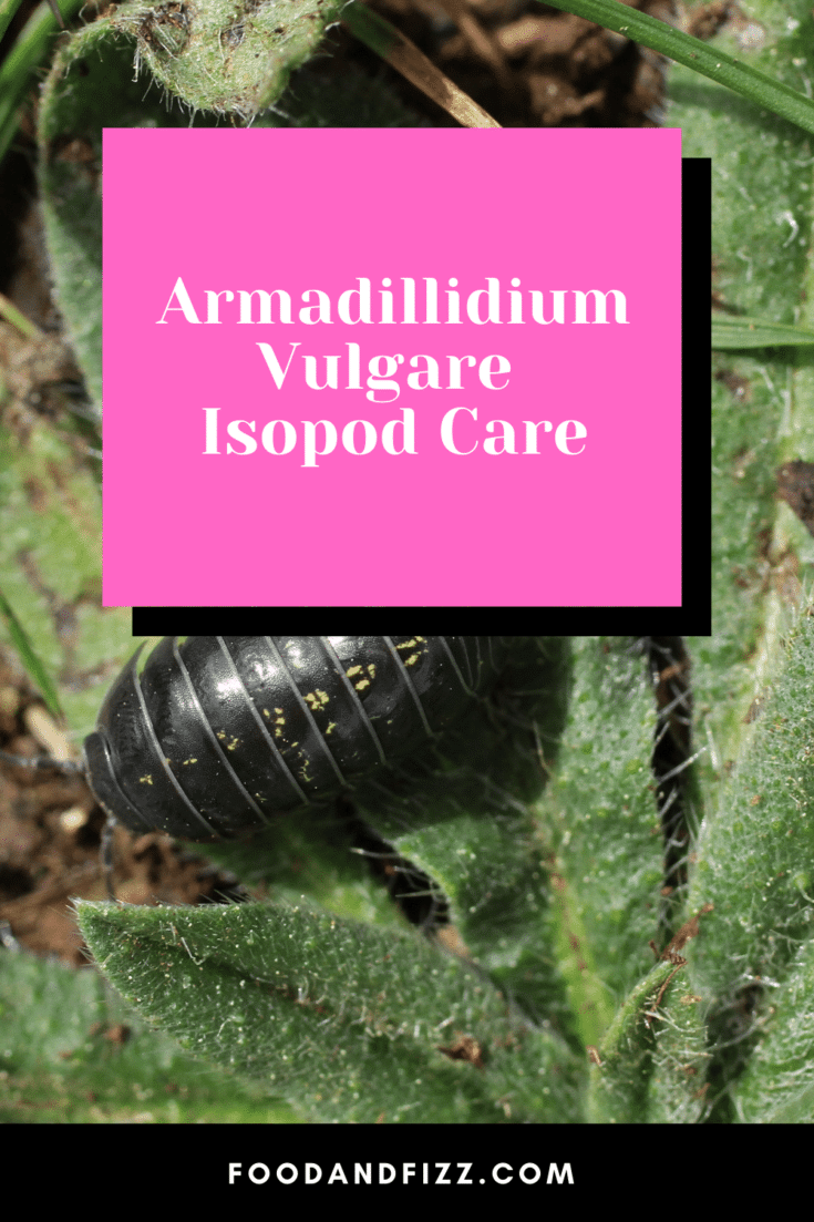 Armadillidium vulgare Isopod Care