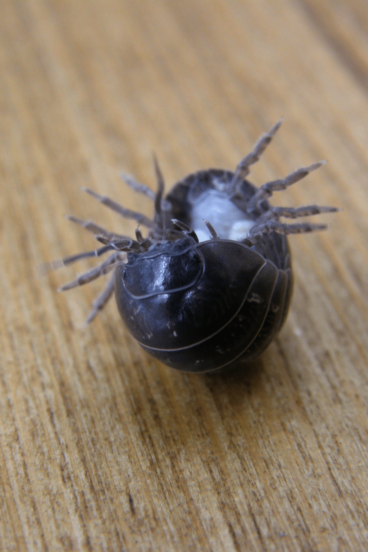 Armadillidium vulgare can roll up into a ball