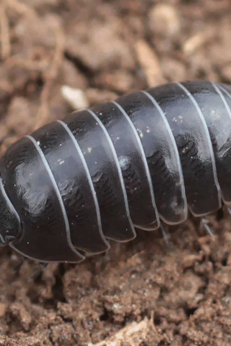 Armadillidium vulgare need hiding places with high humidity