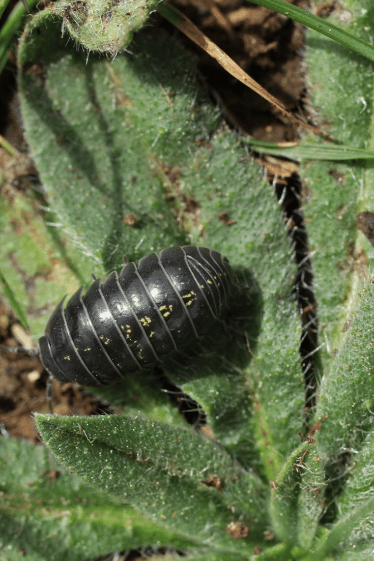 Armadillidium vulgare prefer leaf litter as food