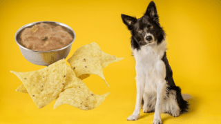 Can Dogs Have Tortilla Chips