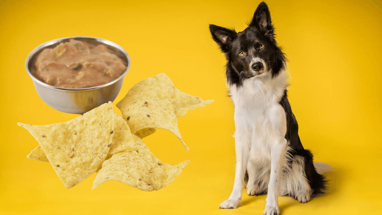 are chips harmful to dogs