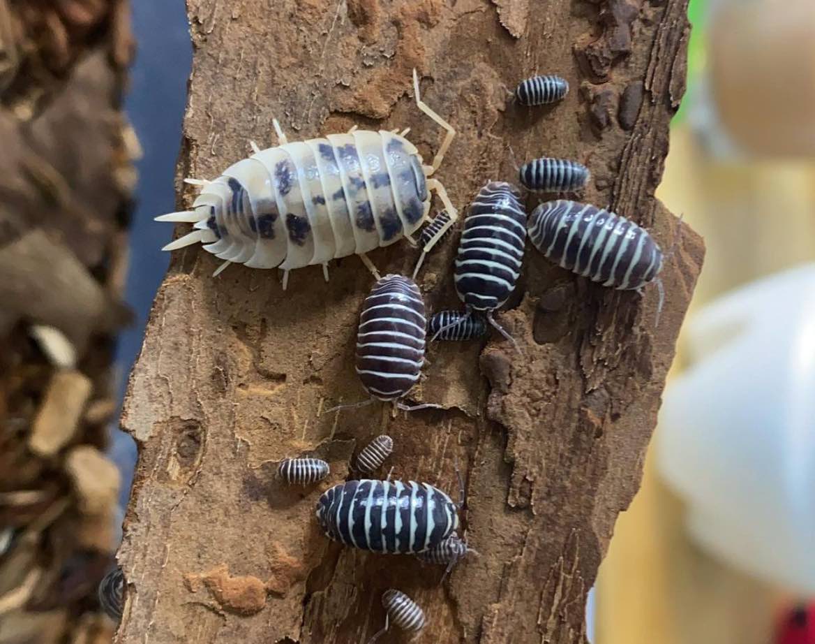 Dairy Cow Isopod Care Secrets!