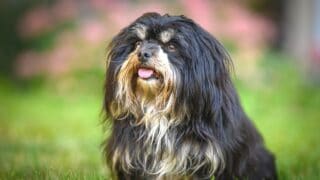 Portuguese Sheepdog Care