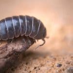 Roly Poly Isopod Care Guide