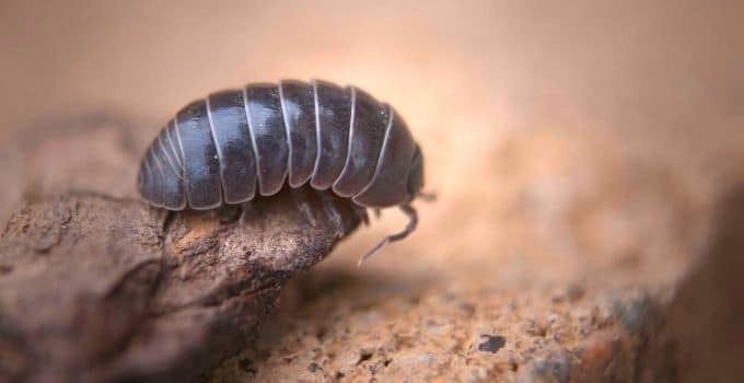 Roly Poly Isopod Care Guide