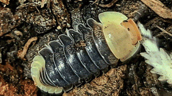 Rubber Ducky Isopod Care – Best Kept Secrets!