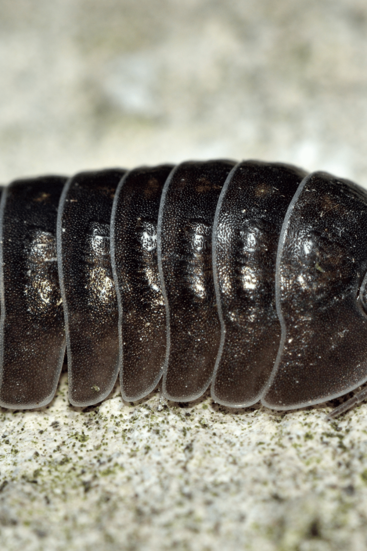 The ideal temperature for Armadillidium vulgare is between 70 and 80 degrees Fahrenheit (21 and 26 degrees Celsius)
