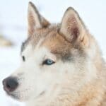 White Siberian Husky Dog Care