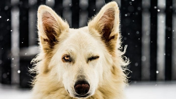 Why Dogs Wink: 3 Possible Reasons