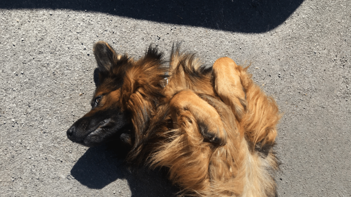 A pup rubs its face to show it is happy