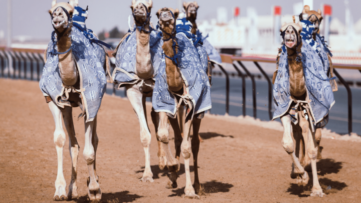 Camel racing is common in most Middle Eastern countries