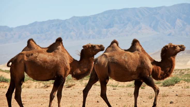 Camels have one or two humps on their backs for water storage