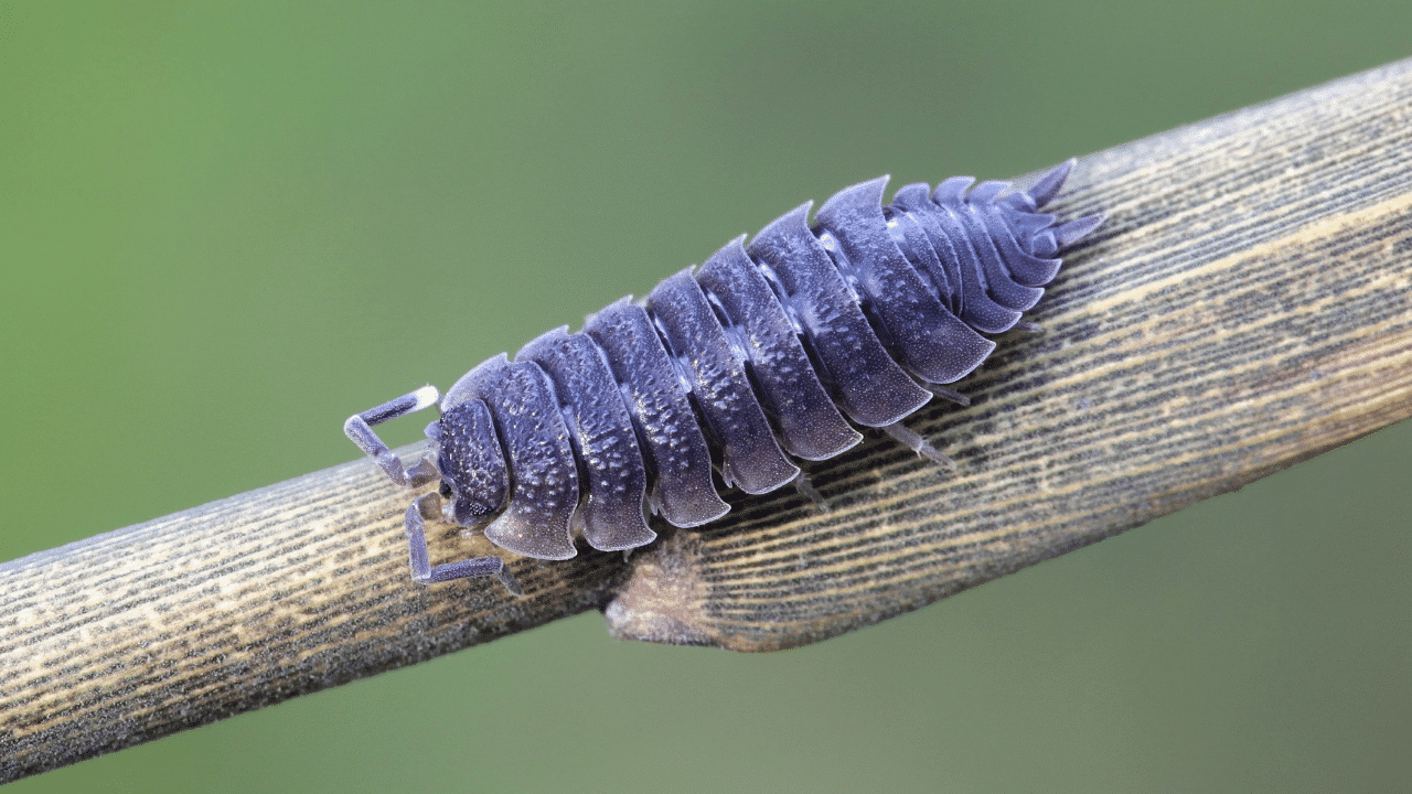 Can Isopods Be Pets Read All About It Here