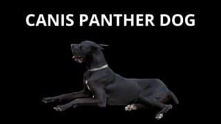 Canis Panther Dog