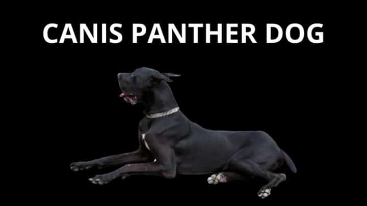 Canis Panther Dog Care, Info & Characteristics
