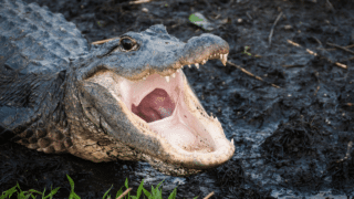 Do Alligators Have A Tongue