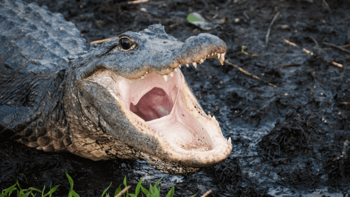 Do Alligators Have A Tongue? Revealed!