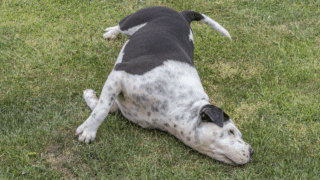 Dog Rubs His Face after Eating