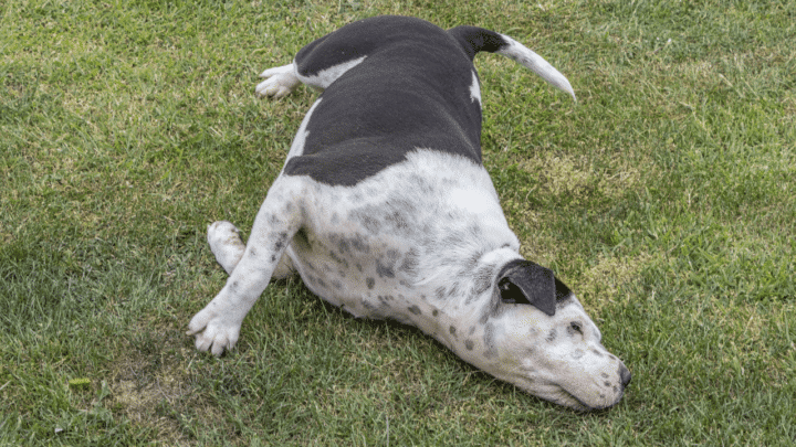 7 Reasons a Dog Rubs His Face after Eating