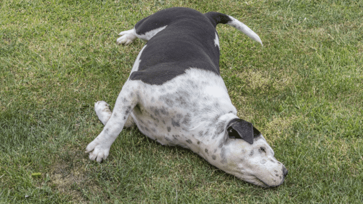 Why do dogs rub face on floor after eating