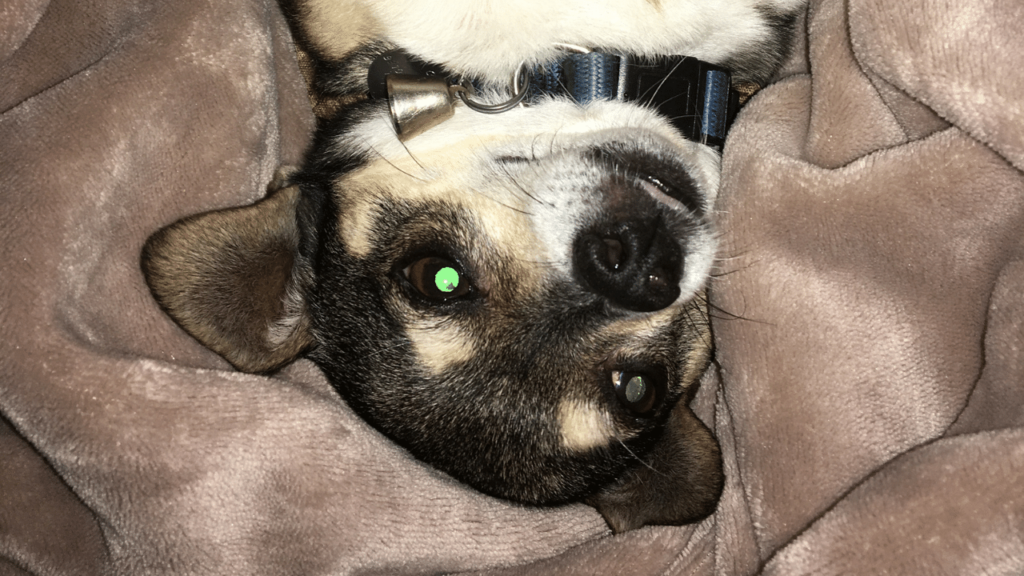 8 Reasons Why a Dog Nudges You With His Nose