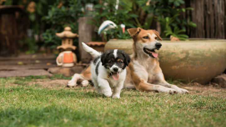 From week 3 on a mother dog keeps more and more distance to her puppies