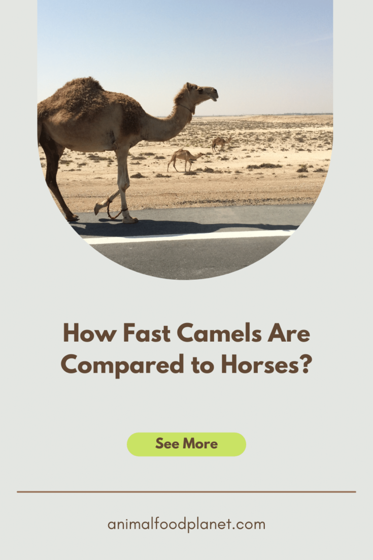 How Fast Camels Are Compared to Horses