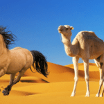 How Fast Camels Are Compared to Horses