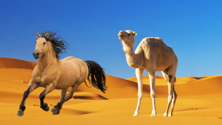 How Fast Camels Are Compared to Horses