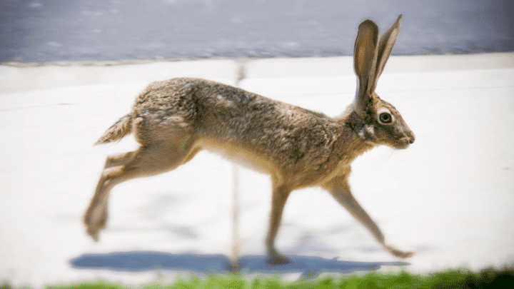 How Fast Can a Rabbit Run? What do You Think?