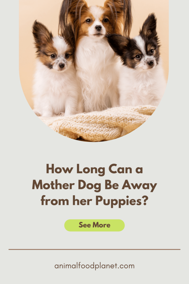 how often should puppies feed off mother