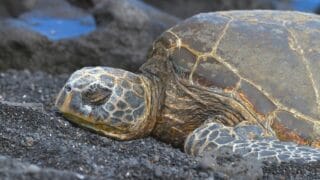 How Long Do Turtles Sleep