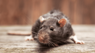How Long Mice Live Without Food