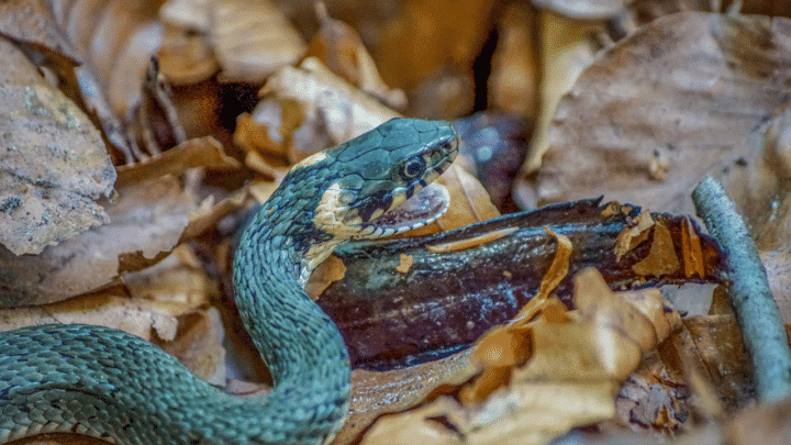 How Often Should You Feed a Snake? It Depends!