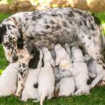 How long can a mother dog be away from her puppies
