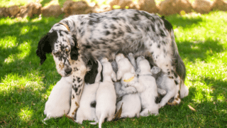 How long can a mother dog be away from her puppies