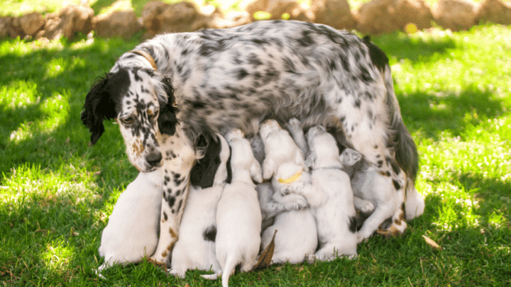 How Long Can a Mother Dog Be Away from her Puppies