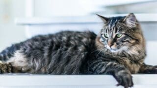 Maine Coon Cat Lifespan