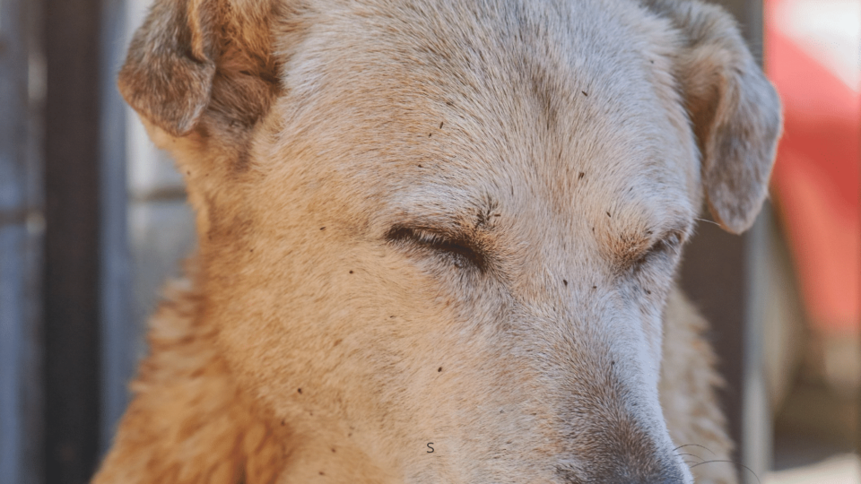 7 Astonishing Reasons a Dog Rubs His Face after Eating