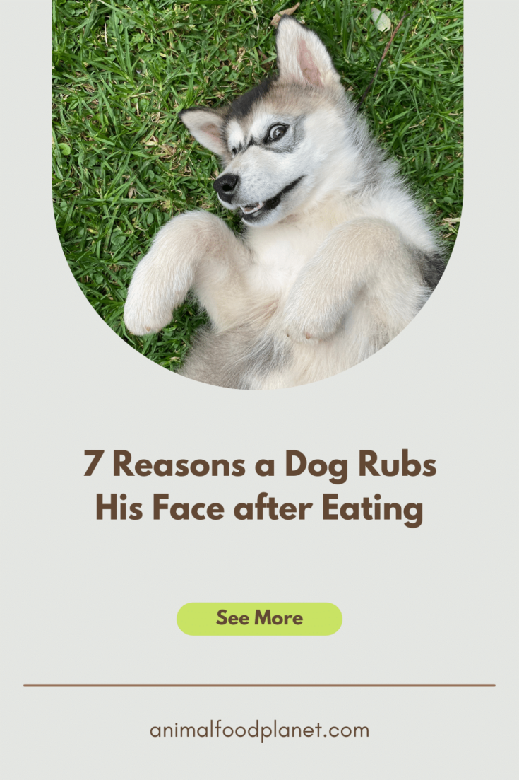 Reasons a Dog Rubs His Face after Eating