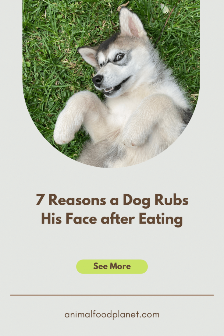 why do dogs rub their faces on bed