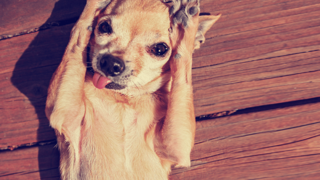 7 Astonishing Reasons a Dog Rubs His Face after Eating