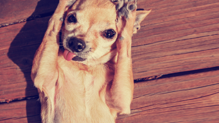 Reasons a Dog Rubs His Face after Eating - Cleaning its face