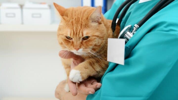 How Often Do You Take a Cat To the Vet? Here’s The Answer