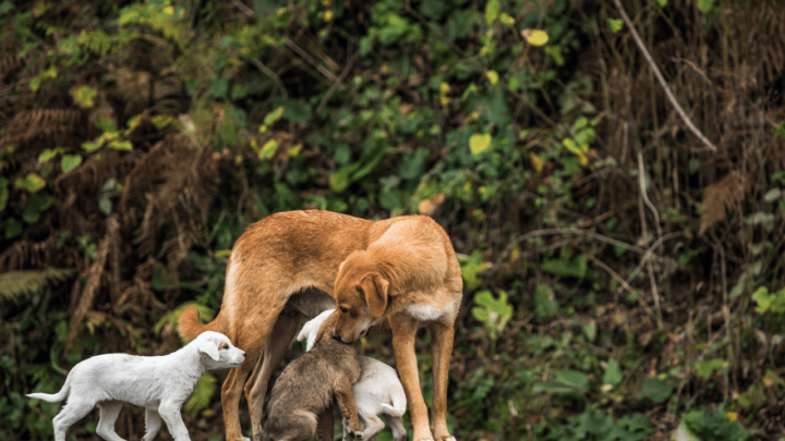 The first week of a dogs babies is crucial