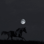 What Do Horses Do At Night