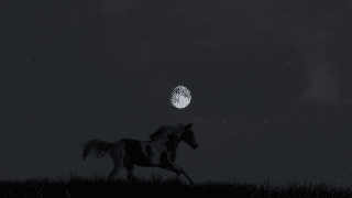 What Do Horses Do At Night